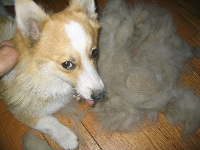 Yoshi and more fur